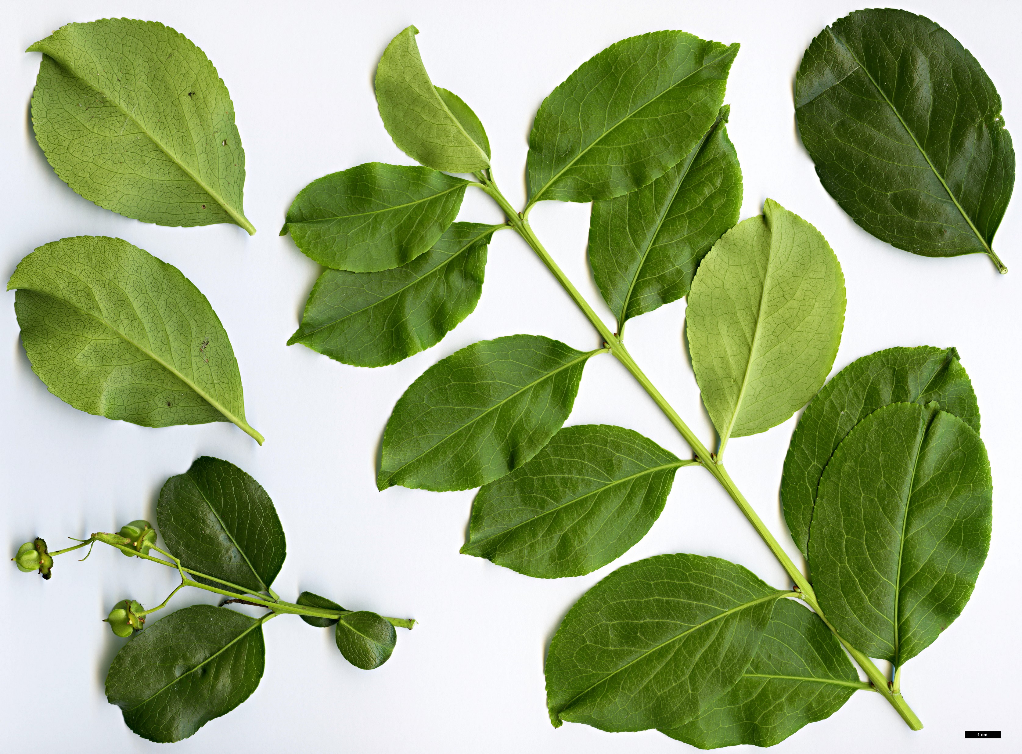 High resolution image: Family: Celastraceae - Genus: Euonymus - Taxon: grandiflorus High resolution image: Family: Celastraceae - Genus: Euonymus - Taxon: grandiflorus